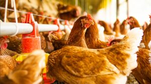 Alimentação Balanceada