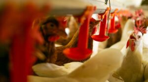 Bebedouros sem contaminação