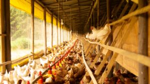 Barracão com alimentação mecanizada