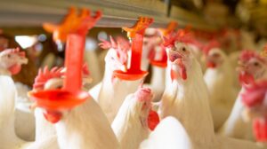 Água livre de Contaminação